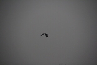 天空中飞翔的黑色鸟儿