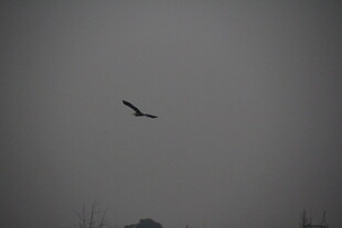 灰天中翱翔的飞鸟