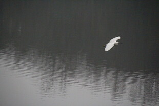 白鹭于水面上空优雅飞翔