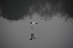 水面飞鸟倒影静谧景象