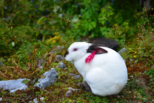 脖颈带红环的白兔