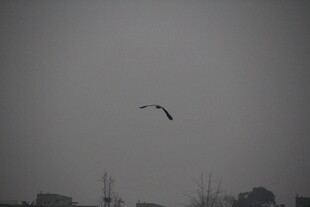 灰天中飞鸟翱翔