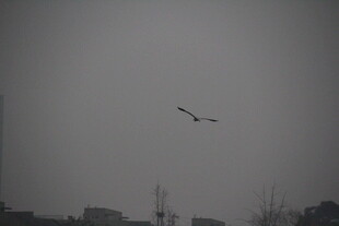 灰天中飞鸟翱翔