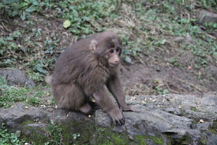 岩石上的猴子