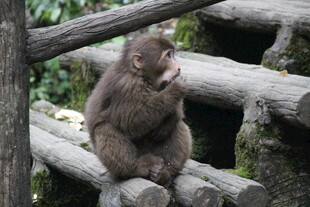 独坐木上的可爱小猴子