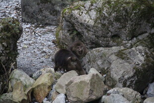 岩石间的神秘黑色小动物