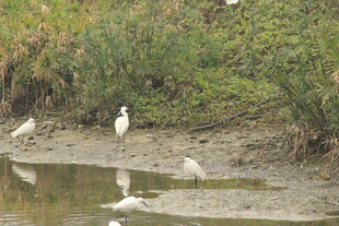 水边白鹭栖息景象