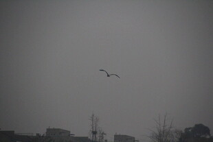 灰天飞鸟下的城市景象