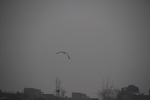 天空中飞翔的鸟儿