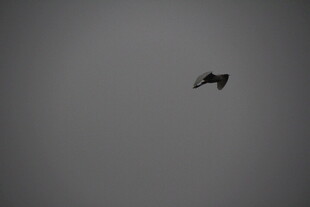 天空中飞翔的黑色鸟儿