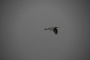 天空中飞翔的一只鸟