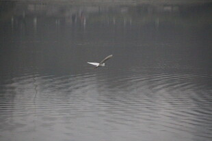 水面飞鸟泛起层层涟漪