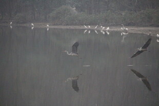 水面飞鸟与游鱼的景致