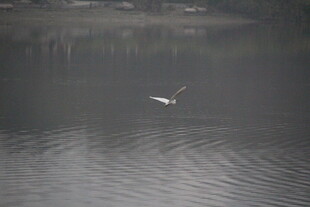 湖面上飞翔的白色鸟儿