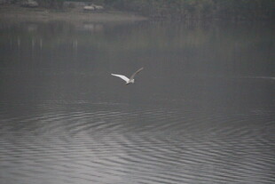 白鹭掠水 湖面泛起涟漪