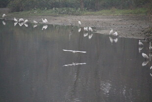 河岸白鹭群 悠然水中景