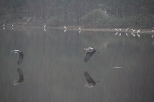 飞鸟掠过平静湖面