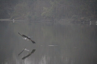 湖面飞鸟倒影静谧景象
