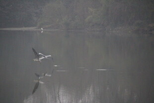 水面上飞翔的几只鸟儿