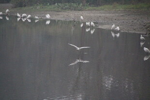 水边群鸟栖息飞翔之景