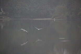湖面飞鸟倒影静谧景象