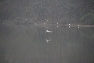 湖面上的飞鸟与倒影