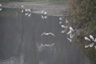 湖畔飞鸟嬉戏图