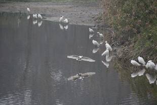 湖畔白鹭群栖于水边