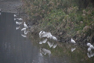 河边白鹭群聚栖息景象