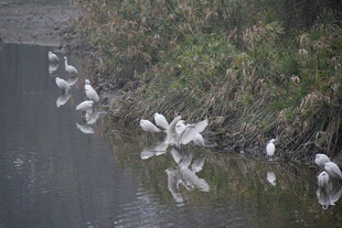 河畔群鸟戏水图