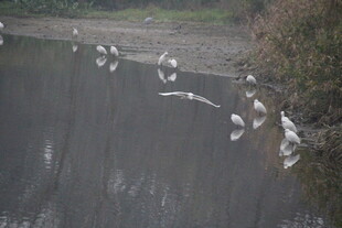 群鸟飞翔于平静水面之上