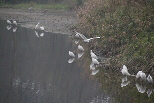 墙边群鸟飞舞景象
