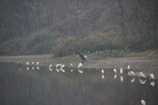 湖畔群鸟栖息的宁静画面