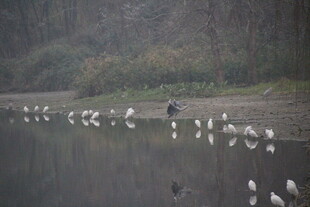 湖畔群鸟栖息的静谧画面