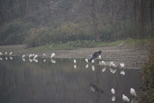 湖畔白鹭群栖美丽景象