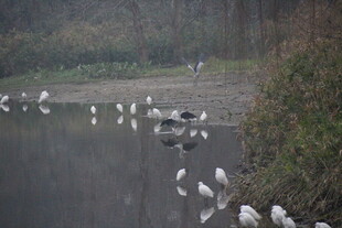 湖畔白鹭群栖的静谧景象