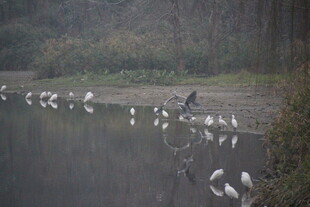 湖畔群鸟栖息美景