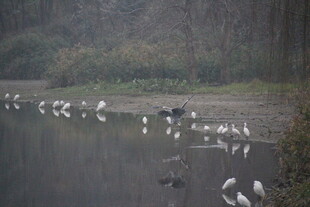 湖畔群鸟栖息的静谧画面