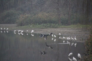 湖畔群鸟栖息的静谧画面
