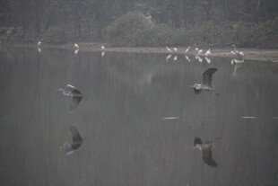 水面飞鸟群 灵动自然景