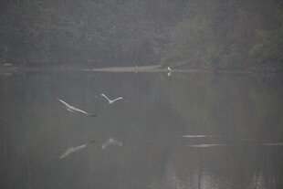 湖面上飞翔的白色鸟儿
