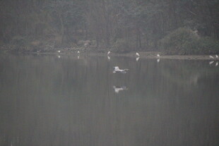 水面白鹭群飞景象