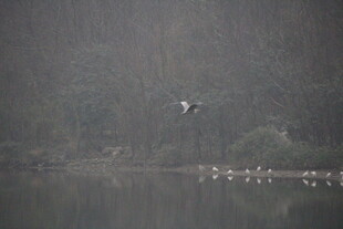 雾中飞鸟与水面栖息群鸟
