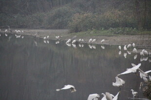 湖畔群鸟栖息的自然景象