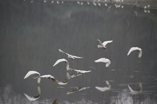 群鸟湖面上空展翅飞翔