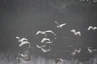 群鸟飞舞于湿地间