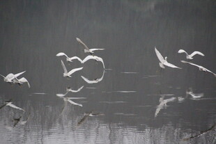 群鸟湖面飞翔水墨画景