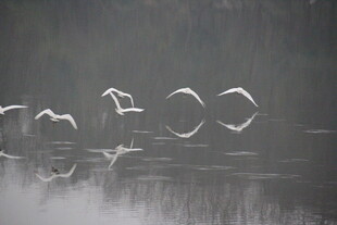 天鹅在湖面优雅飞翔