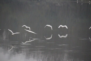 天鹅于水面优雅飞翔