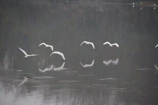 湖面上飞翔的白色鸟儿